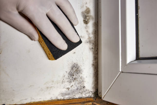 Best Mold removal after water damage  in Brown Station, MD